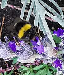 Bombus