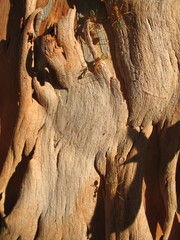 Eucalyptus bigalerita