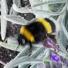Bombus