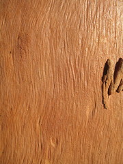 Eucalyptus bigalerita