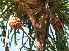 Pandanus spiralis