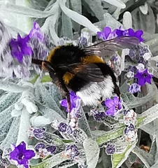 Bombus