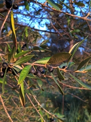 Olea europaea