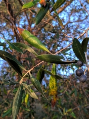 Olea europaea