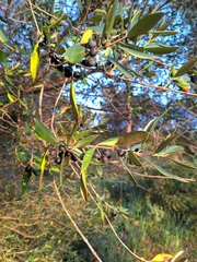 Olea europaea