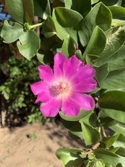 Pereskia