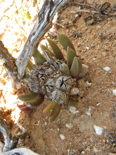 Image of Glottiphyllum fergusoniae by (c) Christiaan Viljoen, some rights reserved (CC BY)