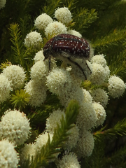 Trichostetha capensis capensis