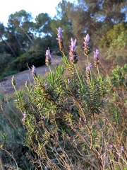 Lavandula dentata