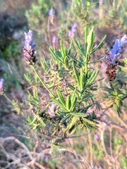 Lavandula dentata