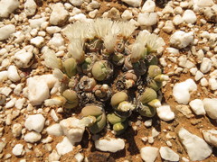 Gibbaeum heathii