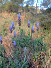 Lavandula dentata
