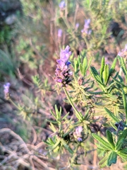 Lavandula dentata