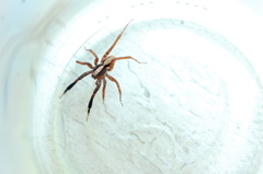 Schizocosa crassipes