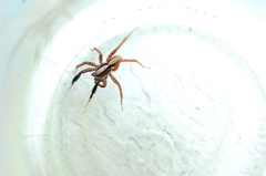 Schizocosa crassipes