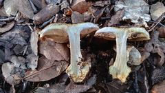 Cortinarius bergeronii