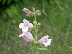 Penstemon cobaea