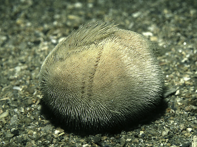 Echinocardium pennatifidum