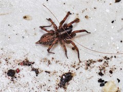 Lycosoides coarctata