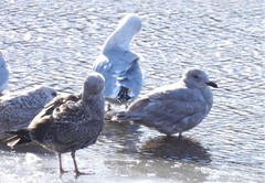 Larus glaucescens