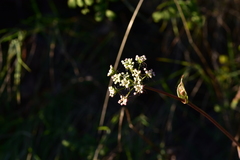 Peucedanum cervaria