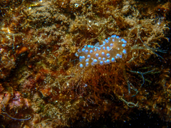 Antiopella cristata