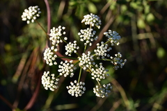 Peucedanum cervaria