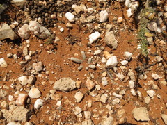 Anacampseros papyracea