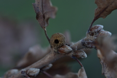 Andricus caliciformis