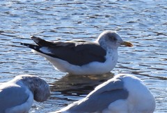 Larus fuscus