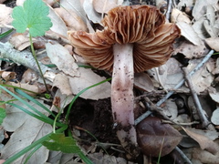 Cortinarius cagei