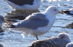 Larus argentatus