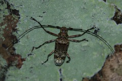 Macropophora trochlearis