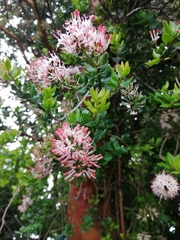 Notanthera heterophyllus