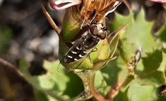 Austroscaeva melanostoma