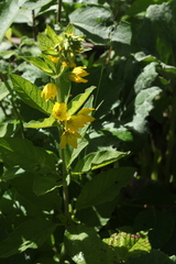Lysimachia verticillaris