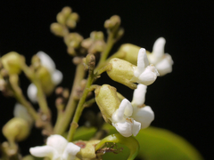 Dalbergia rubiginosa