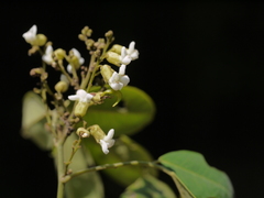 Dalbergia rubiginosa