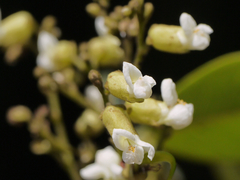 Dalbergia rubiginosa
