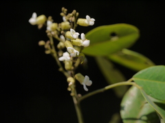 Dalbergia rubiginosa