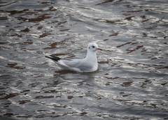 Chroicocephalus ridibundus