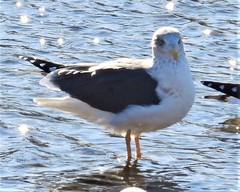 Larus fuscus