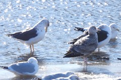 Larus fuscus