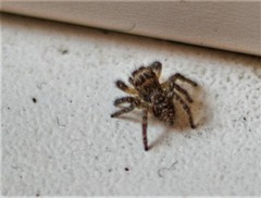 Philaeus chrysops