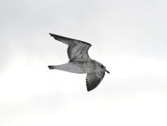 Larus canus