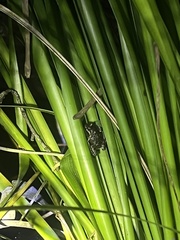 Pseudophryne bibronii