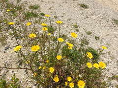 Anacyclus radiatus
