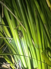 Pseudophryne bibronii