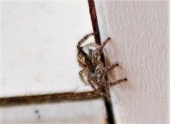 Philaeus chrysops