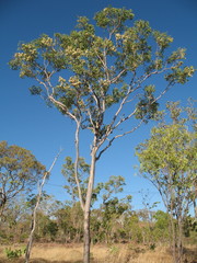 Corymbia polysciada